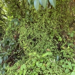 Muehlenbeckia complexa (Wire Vine) at Dickson Wetland Corridor - 3 Mar 2022 by Ned_Johnston