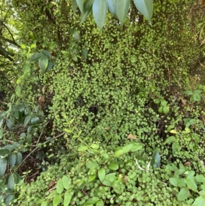 Muehlenbeckia complexa at Dickson, ACT - 3 Mar 2022 02:37 PM