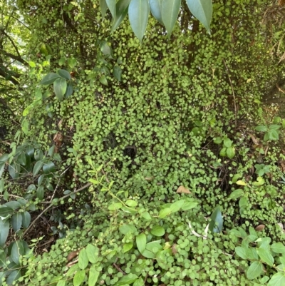 Muehlenbeckia complexa (Wire Vine) at Dickson, ACT - 3 Mar 2022 by NedJohnston