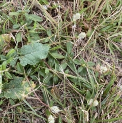 Gomphrena celosioides (Gomphrena Weed) at Pialligo, ACT - 2 Mar 2022 by NedJohnston