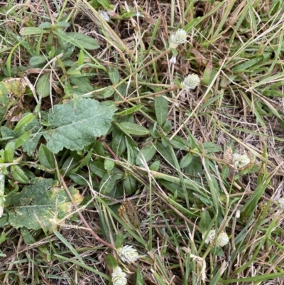 Gomphrena celosioides (Gomphrena Weed) at Pialligo, ACT - 2 Mar 2022 by NedJohnston