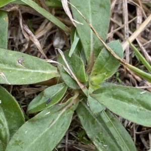 Gomphrena celosioides at Pialligo, ACT - 2 Mar 2022 06:31 PM