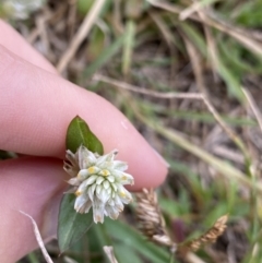 Gomphrena celosioides at Pialligo, ACT - 2 Mar 2022 06:31 PM