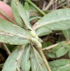 Gomphrena celosioides at Pialligo, ACT - 2 Mar 2022 06:31 PM