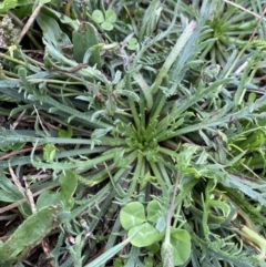 Plantago coronopus subsp. coronopus (Bucks-horn Plantain) at Pialligo, ACT - 2 Mar 2022 by NedJohnston