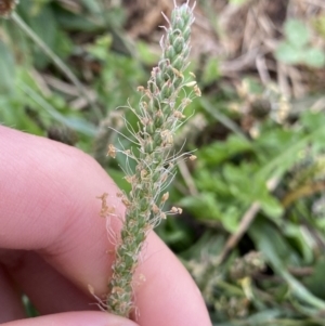 Plantago coronopus subsp. coronopus at Pialligo, ACT - 2 Mar 2022