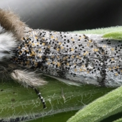 Oenosandra boisduvalii (Boisduval's Autumn Moth) at Googong, NSW - 12 Mar 2022 by WHall