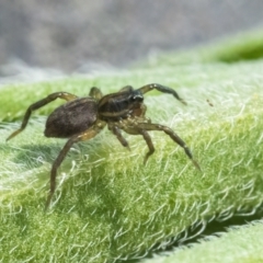 Lycosidae (family) (Wolf spider) at Googong, NSW - 12 Mar 2022 by WHall