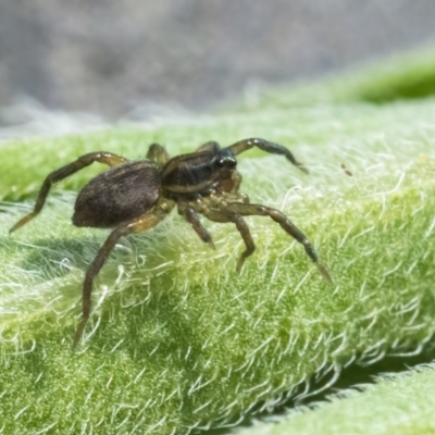 Lycosidae (family) (Unidentified wolf spider) at QPRC LGA - 12 Mar 2022 by WHall