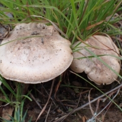 Pluteus cervinus at Mount Painter - 14 Mar 2022 by drakes