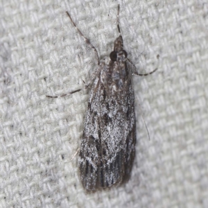 Scoparia emmetropis at O'Connor, ACT - 13 Mar 2022 10:38 PM