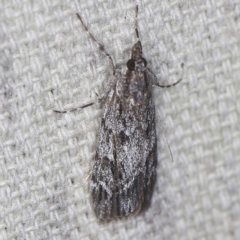 Scoparia emmetropis (A Crambid moth) at O'Connor, ACT - 13 Mar 2022 by ibaird