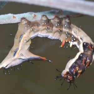 Neola semiaurata at Stromlo, ACT - 13 Mar 2022