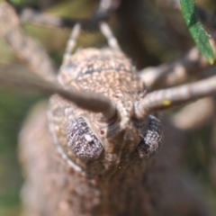 Urnisa sp. (genus) (A short horned grasshopper) at Black Mountain - 14 Mar 2022 by Harrisi