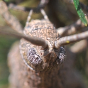 Urnisa sp. (genus) at Aranda, ACT - 14 Mar 2022