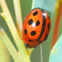 Peltoschema basicollis (Leaf beetle) at Aranda, ACT - 14 Mar 2022 by Harrisi