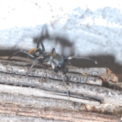 Myrmarachne sp. (genus) (Unidentified Ant-mimic jumping spider) at Aranda, ACT - 14 Mar 2022 by Harrisi