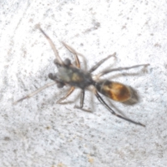 Myrmarachne sp. (genus) at Aranda, ACT - 14 Mar 2022