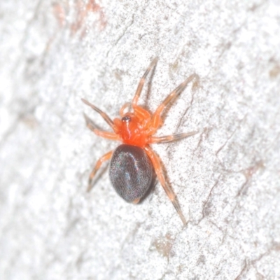 Nicodamidae (family) (Red and Black Spider) at Black Mountain - 14 Mar 2022 by Harrisi