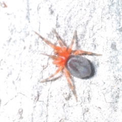 Nicodamidae (family) at Aranda, ACT - 14 Mar 2022 05:09 PM