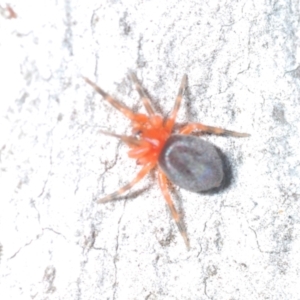 Nicodamidae (family) at Aranda, ACT - 14 Mar 2022 05:09 PM