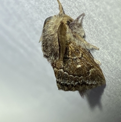Pernattia pusilla (She-Oak Moth) at QPRC LGA - 16 Mar 2022 by Steve_Bok