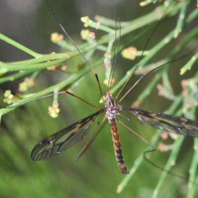 Ptilogyna sp. (genus) (A crane fly) at Black Mountain - 14 Mar 2022 by Harrisi