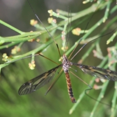 Ptilogyna sp. (genus) (A crane fly) at Aranda, ACT - 14 Mar 2022 by Harrisi