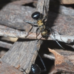 Polyrhachis semiaurata (A golden spiny ant) at Black Mountain - 12 Mar 2022 by Harrisi