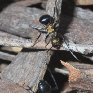 Polyrhachis semiaurata at Bruce, ACT - 12 Mar 2022 05:09 PM