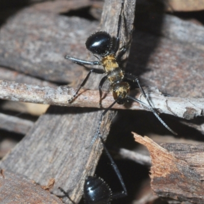 Polyrhachis semiaurata (A golden spiny ant) at Black Mountain - 12 Mar 2022 by Harrisi