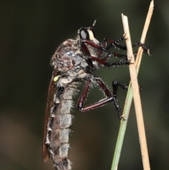 Chrysopogon muelleri (Robber fly) at Gibraltar Pines - 15 Mar 2022 by TimL