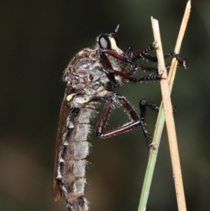 Chrysopogon muelleri at Paddys River, ACT - 15 Mar 2022 11:41 AM