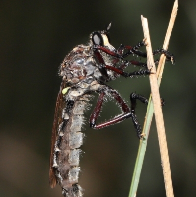 Chrysopogon muelleri (Robber fly) at Gibraltar Pines - 15 Mar 2022 by TimL
