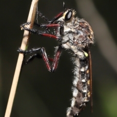 Chrysopogon muelleri at Paddys River, ACT - 15 Mar 2022