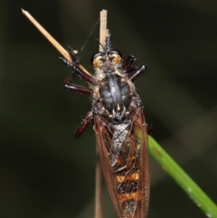 Chrysopogon muelleri at Paddys River, ACT - 15 Mar 2022