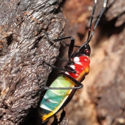 Dindymus versicolor (Harlequin Bug) at Paddys River, ACT - 14 Mar 2022 by TimL