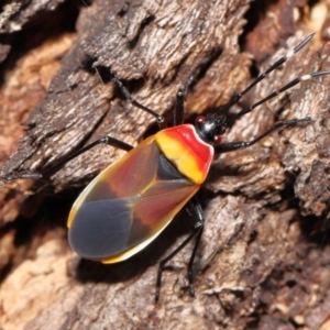 Dindymus versicolor at Paddys River, ACT - 15 Mar 2022 10:32 AM