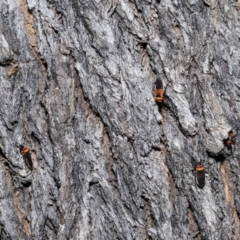 Dindymus versicolor at Paddys River, ACT - 15 Mar 2022