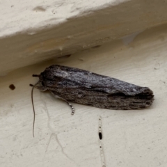 Agriophara platyscia (A Flat-bodied moth (Depressidae) at Jerrabomberra, NSW - 17 Mar 2022 by SteveBorkowskis