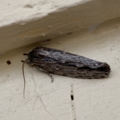 Agriophara platyscia (A Concealer moth) at Jerrabomberra, NSW - 16 Mar 2022 by Steve_Bok