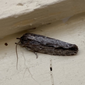 Agriophara platyscia at Jerrabomberra, NSW - 17 Mar 2022