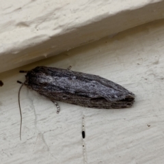 Agriophara platyscia at Jerrabomberra, NSW - 17 Mar 2022