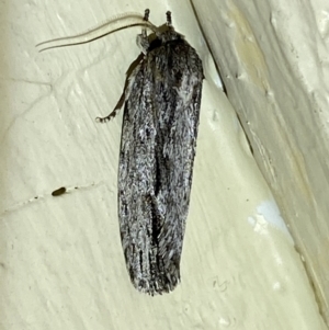 Agriophara platyscia at Jerrabomberra, NSW - 17 Mar 2022