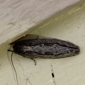 Agriophara platyscia at Jerrabomberra, NSW - 17 Mar 2022