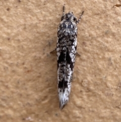 Gelechioidea (superfamily) (Unidentified Gelechioid moth) at Jerrabomberra, NSW - 17 Mar 2022 by SteveBorkowskis
