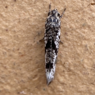 Gelechioidea (superfamily) (Unidentified Gelechioid moth) at QPRC LGA - 16 Mar 2022 by Steve_Bok