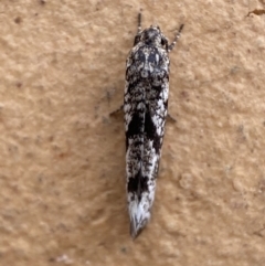 Gelechioidea (superfamily) (Unidentified Gelechioid moth) at Jerrabomberra, NSW - 16 Mar 2022 by Steve_Bok
