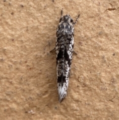 Gelechioidea (superfamily) at Jerrabomberra, NSW - suppressed