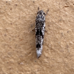 Gelechioidea (superfamily) at Jerrabomberra, NSW - suppressed